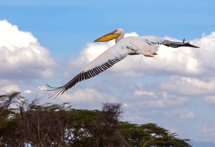 Lake Naivasha