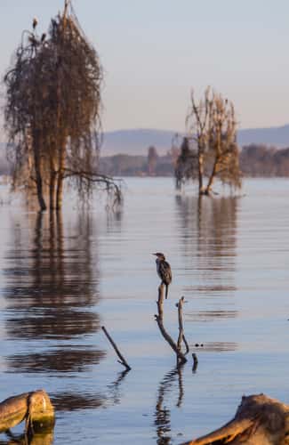 Lake Naivasha