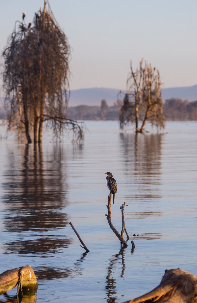 Lake Naivasha, Kenya