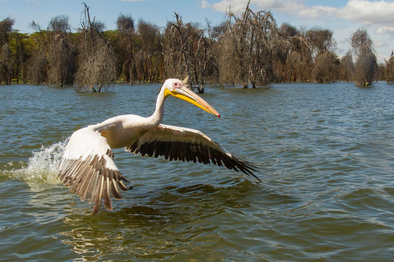 Lake Naivasha, Kenya