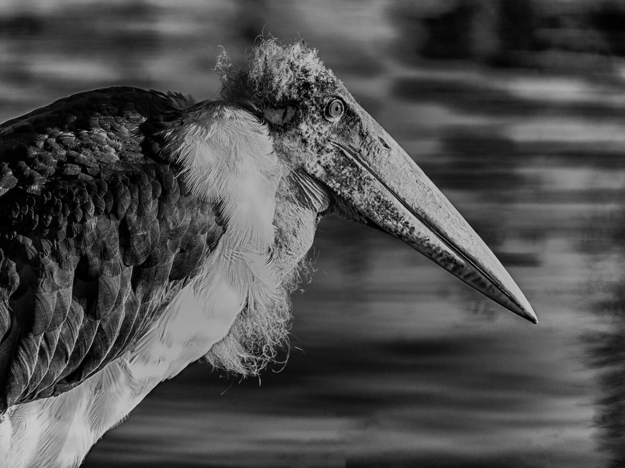 Lake Naivasha, Kenya