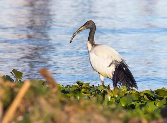 Lake Naivasha