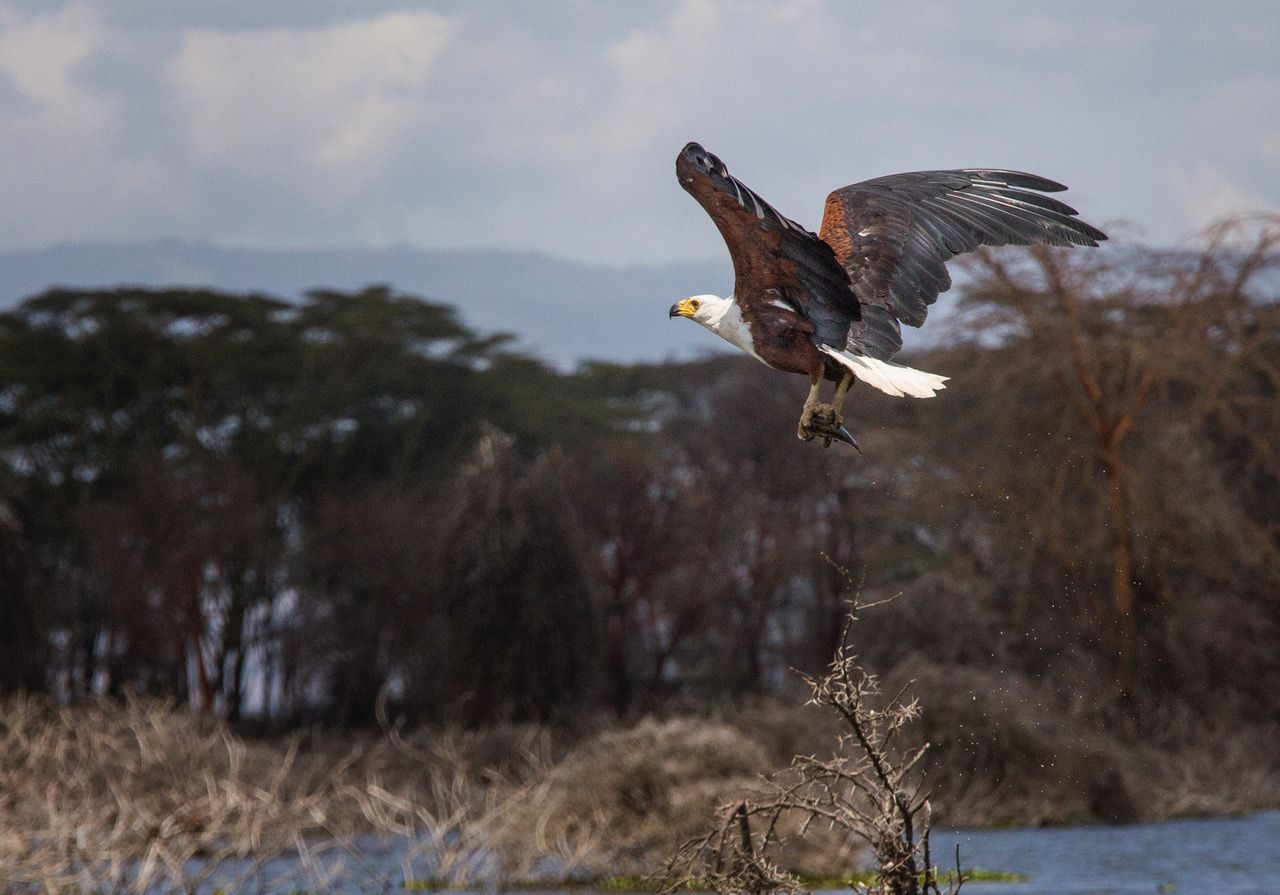 Lake Naivasha, Kenya