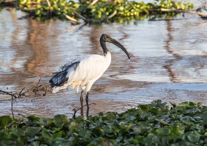 Lake Naivasha