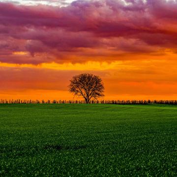 Lonely tree, Germany
