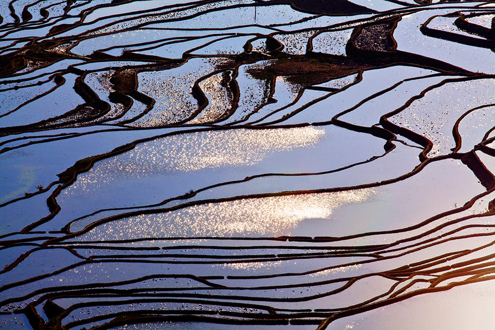 Morning at the rice terraces, China