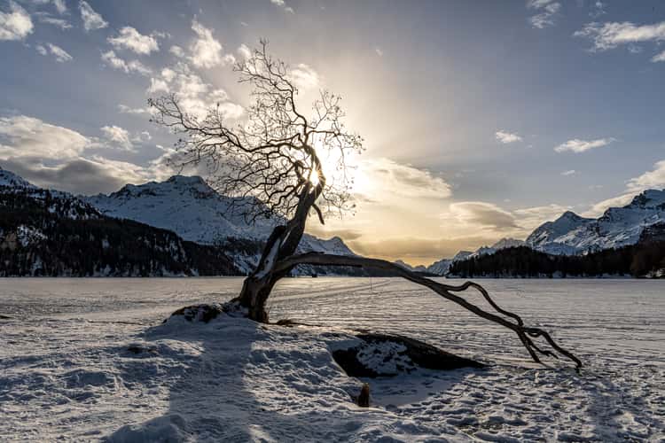 Magic tree at Silsersee, Sils Maria