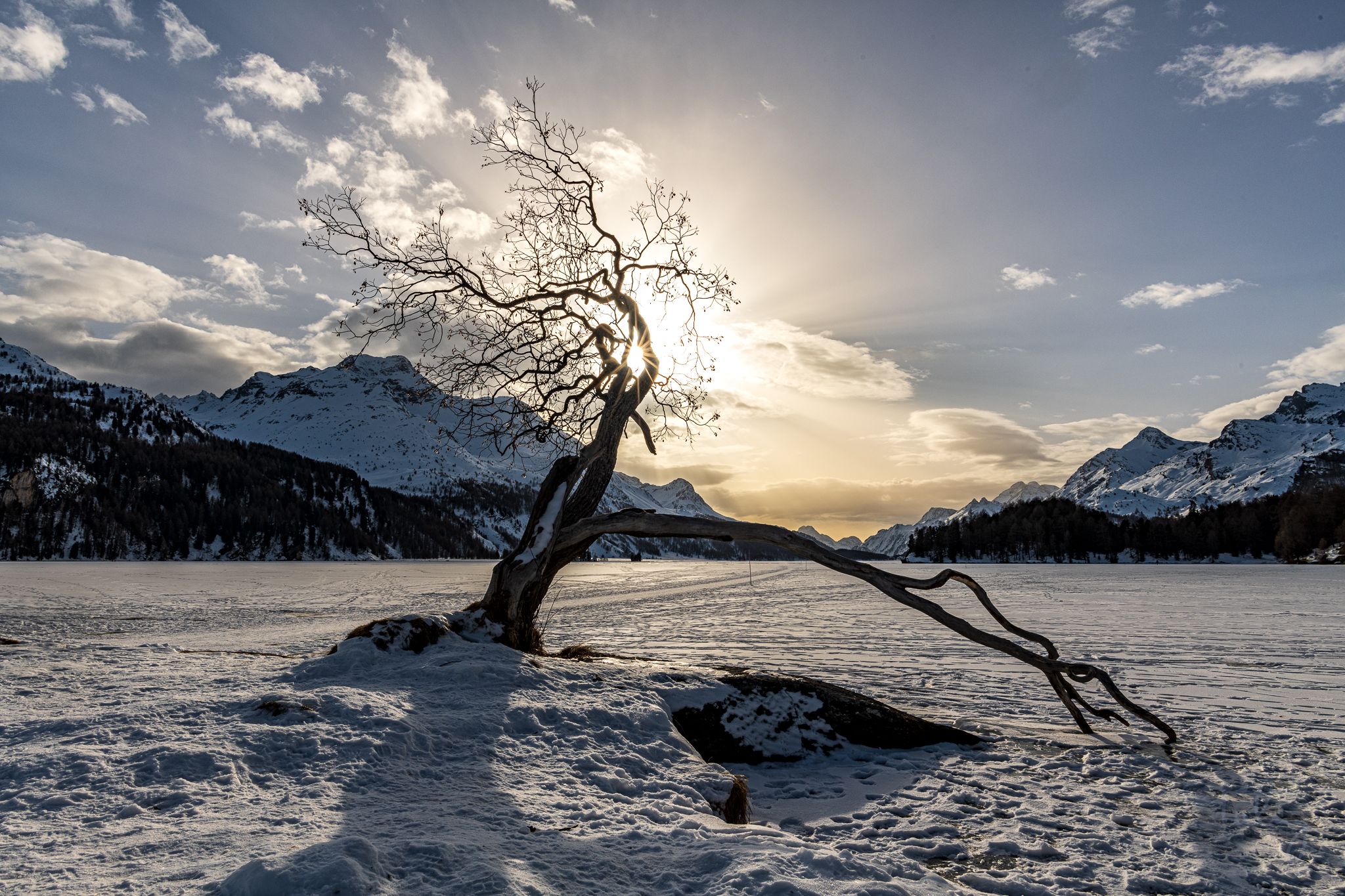 Magic tree at Silsersee, Sils Maria, Switzerland
