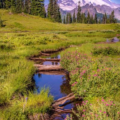 Mt. Rainier from Little Tipsoo Lake, USA