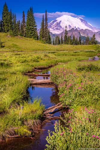 Mt. Rainier from Little Tipsoo Lake