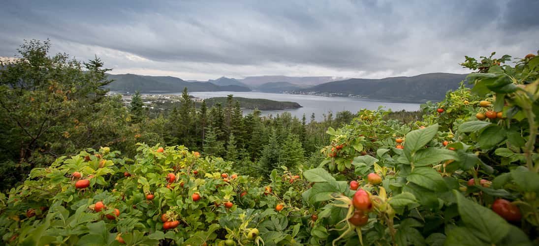 Norris Point