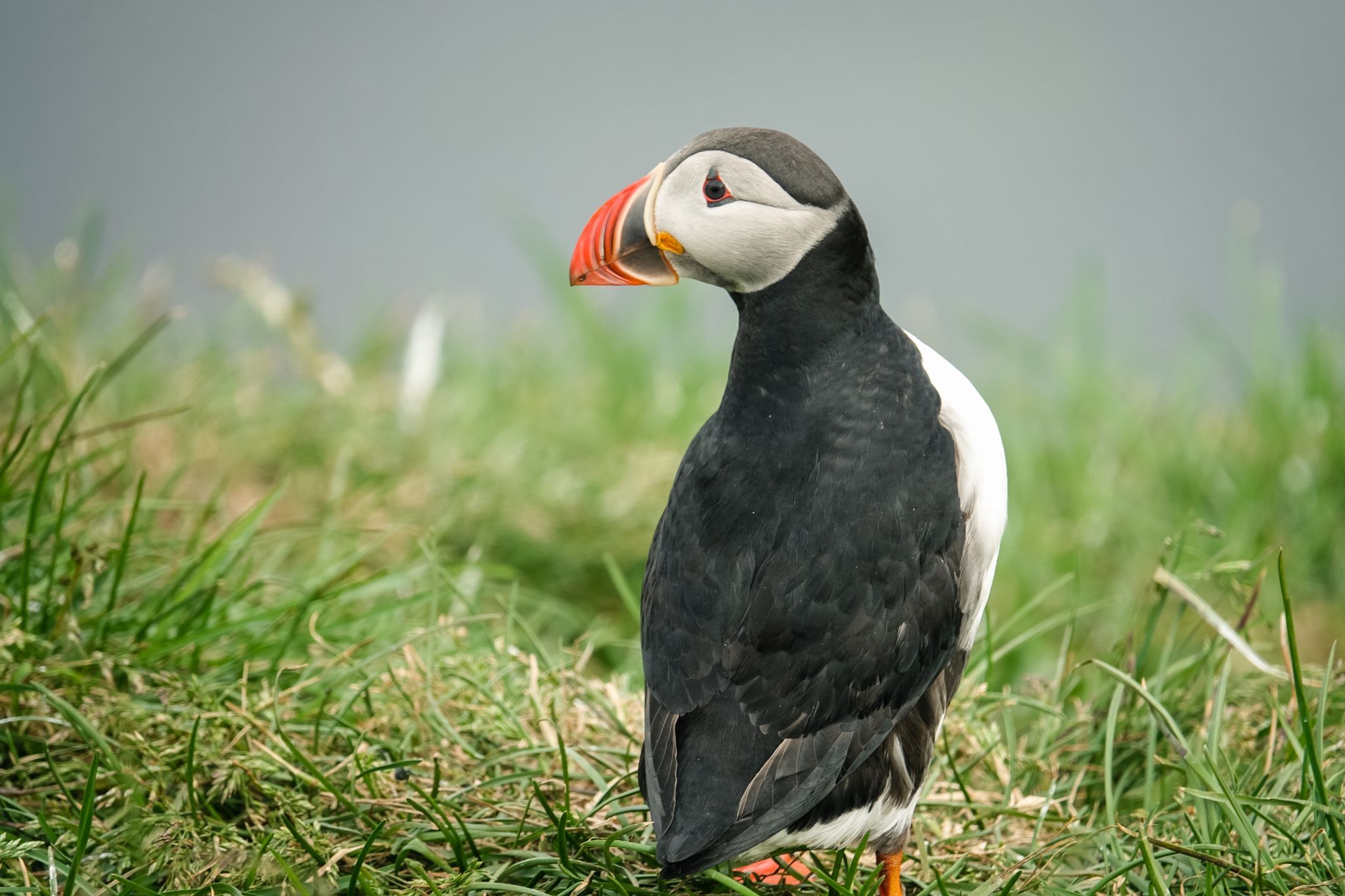 Puffin Marina, Iceland