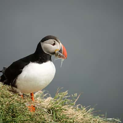 Puffin Marina, Iceland