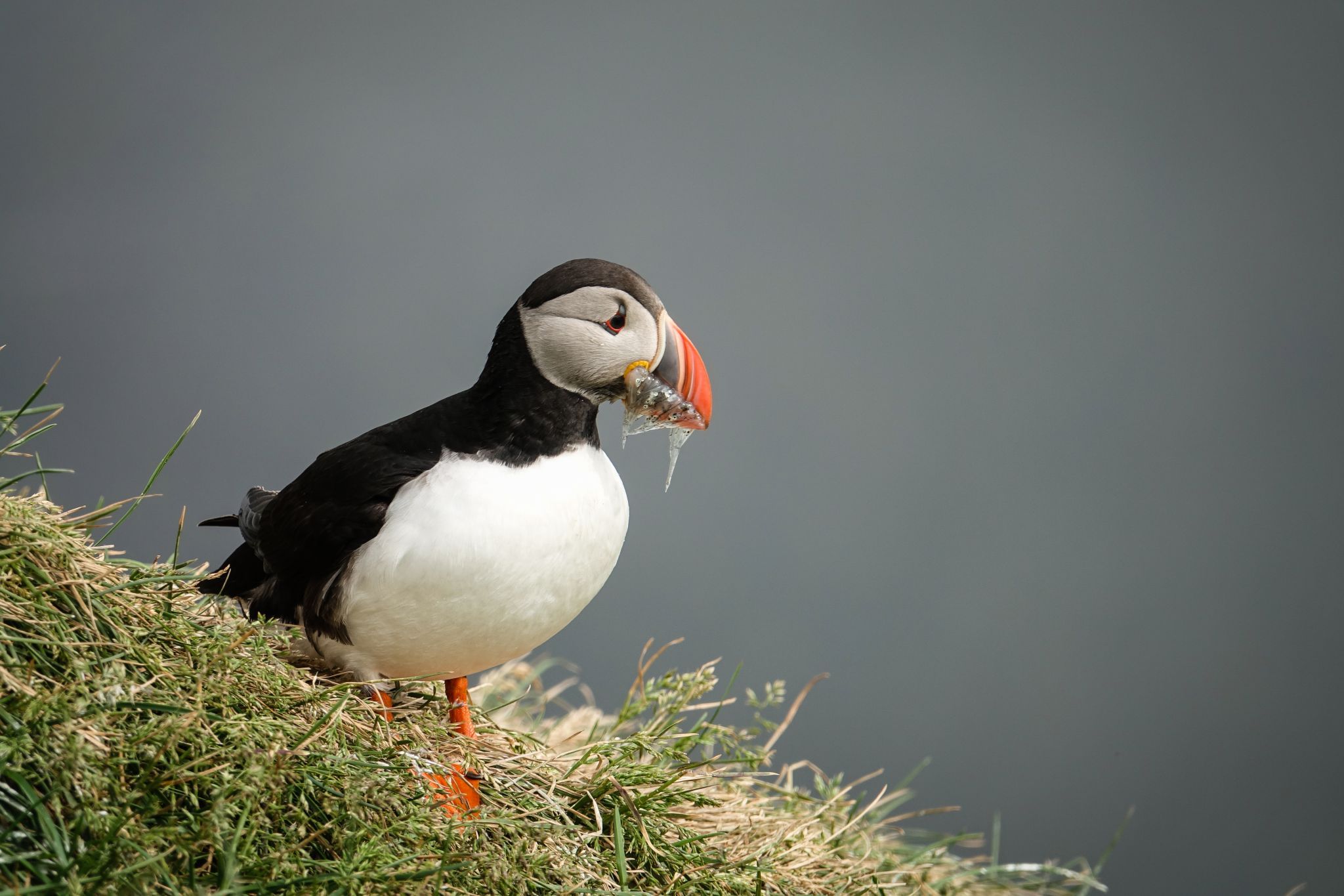 Puffin Marina, Iceland