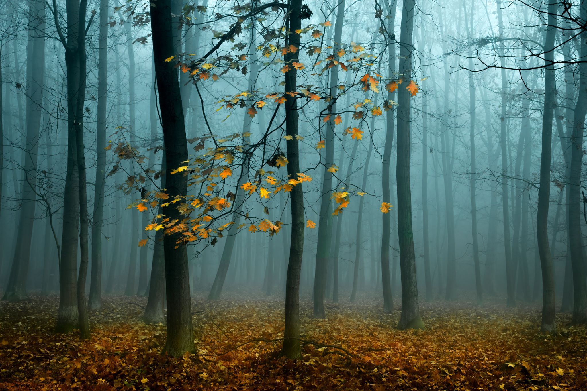 Puszcza Niepolomicka, Bochnia, Poland, Poland