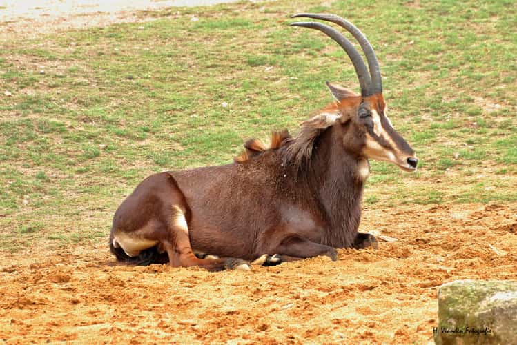 Rappenantilope