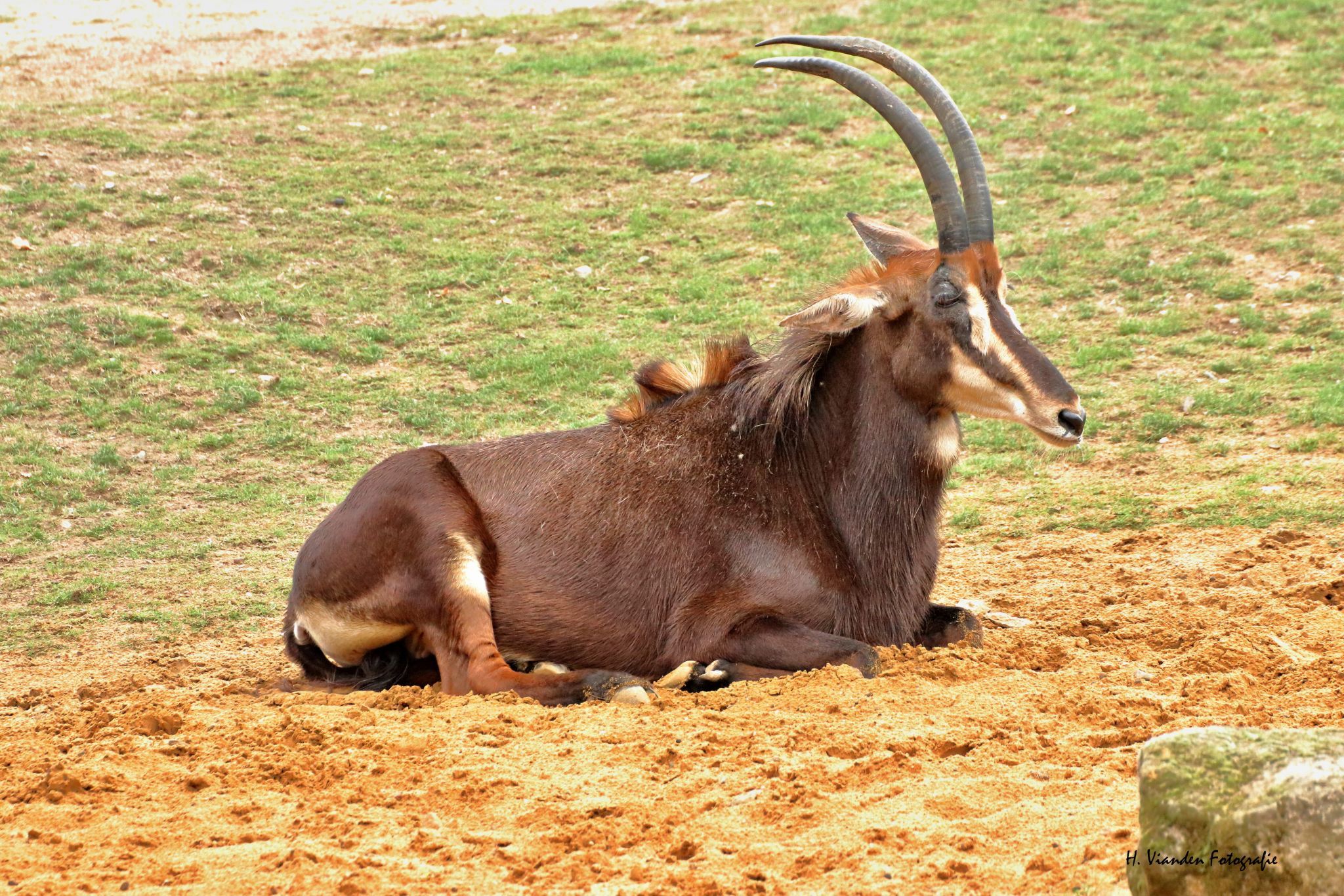 Rappenantilope, Germany