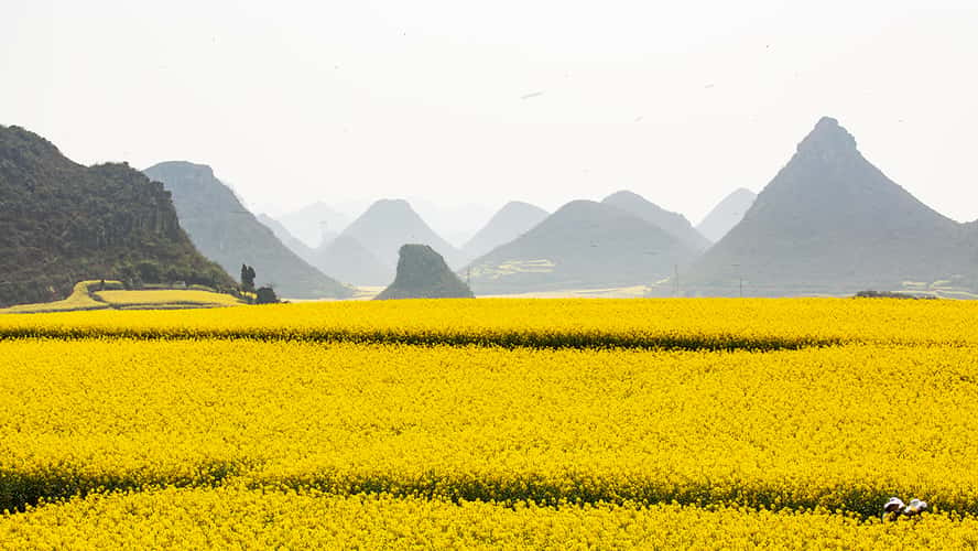 Canola fields in Luoping