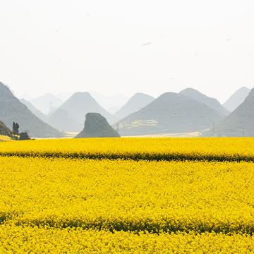 Canola fields in Luoping, China
