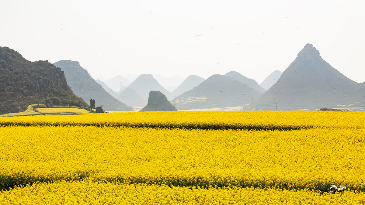 Canola fields in Luoping, China
