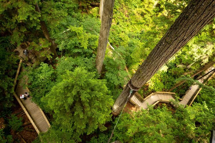 The Capilano Suspension Bridge