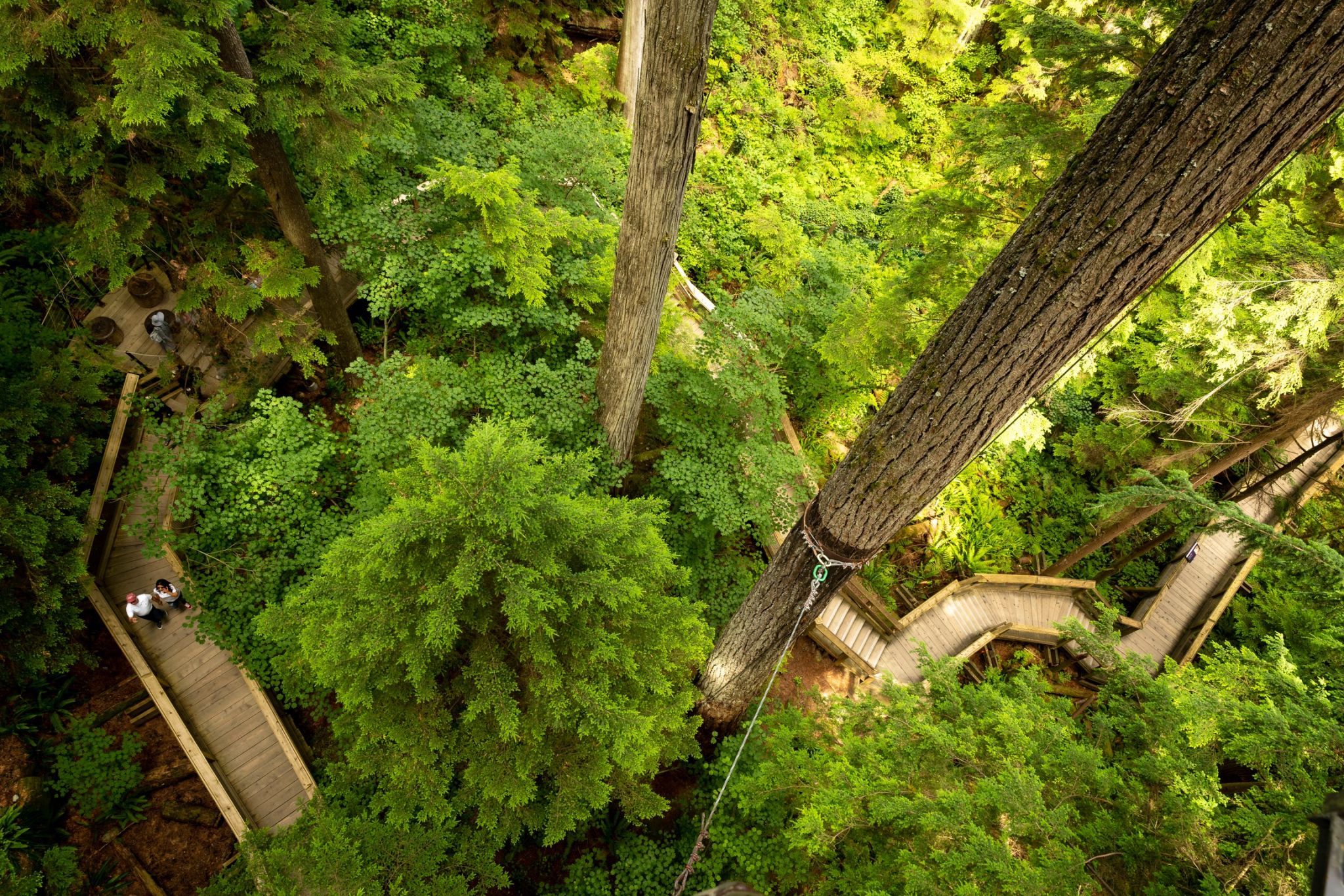 The Capilano Suspension Bridge, Canada