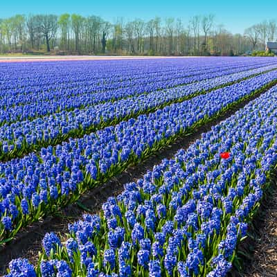 Tulip bulb farm, Netherlands