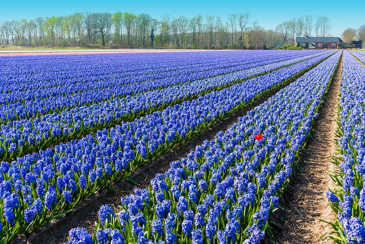 Tulip bulb farm