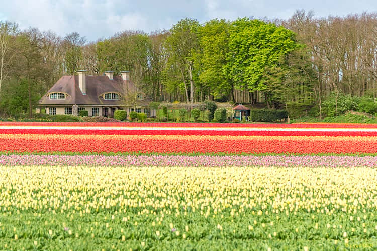 Tulip bulb farm