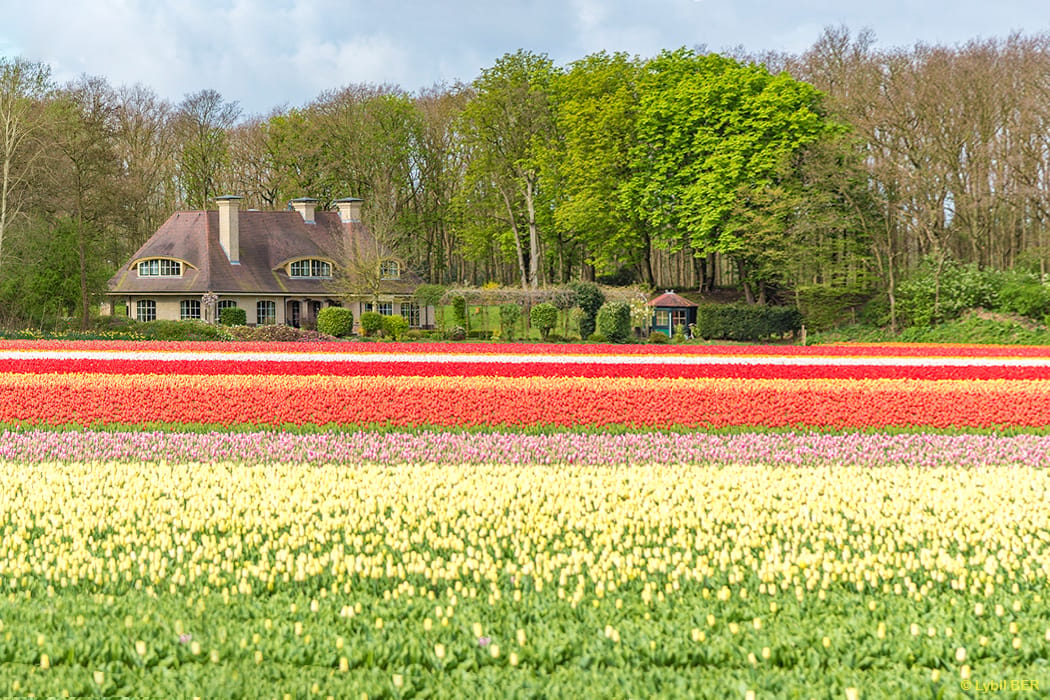 Tulip bulb farm, Netherlands