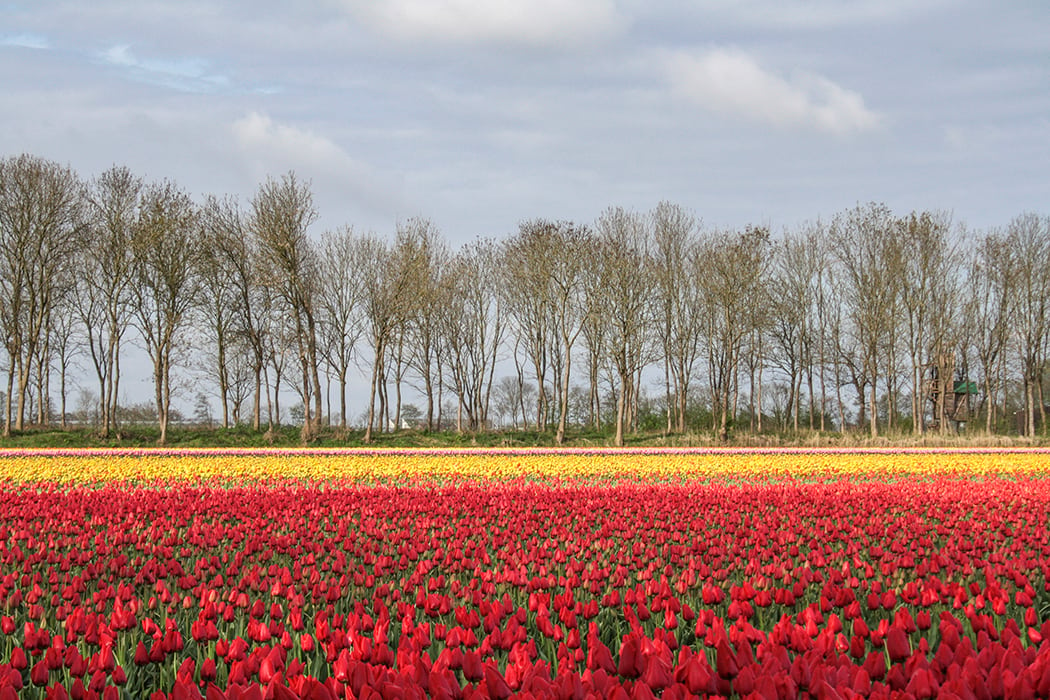 Tulip bulb farm, Netherlands