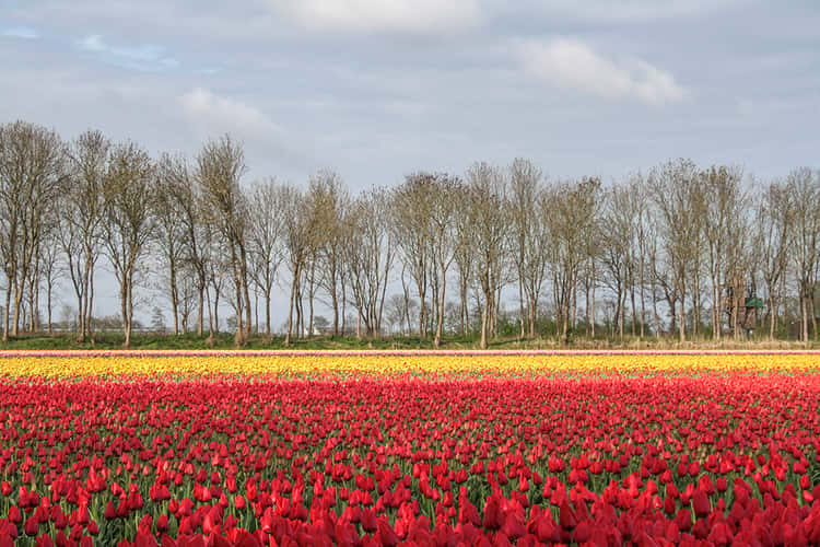 Tulip bulb farm