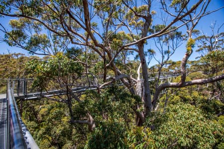 Valley of the Giants Tree Top Walk Canope walk, Tingledale.
