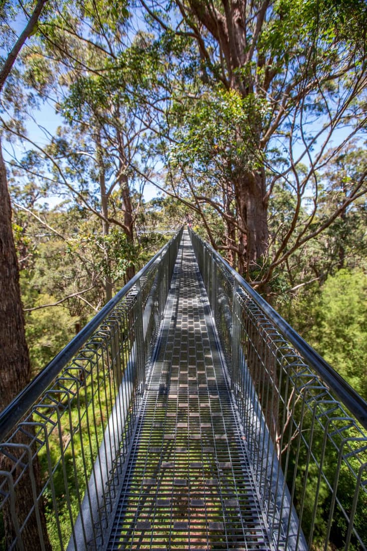 Valley of the Giants Tree Top Walk Canope walk, Tingledale., Australia