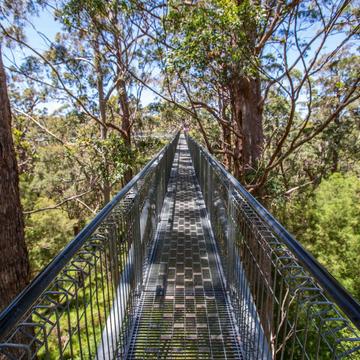 Valley of the Giants Tree Top Walk Canope walk, Tingledale., Australia