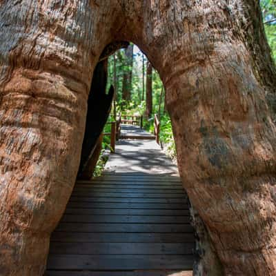 Valley of the Giants Tree Top Walk, Walpole, West Australia, Australia