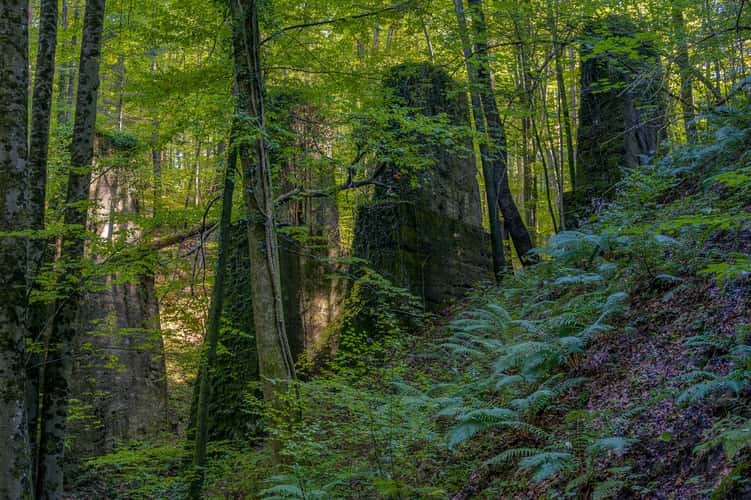 Waldbahn