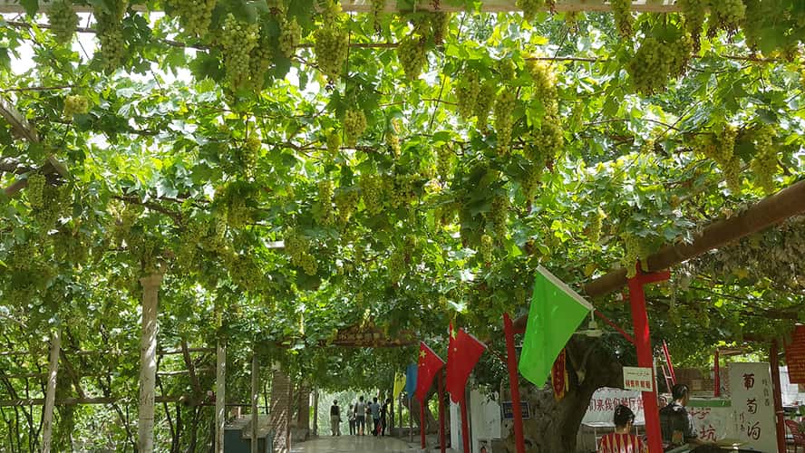 Wine route in Turfan