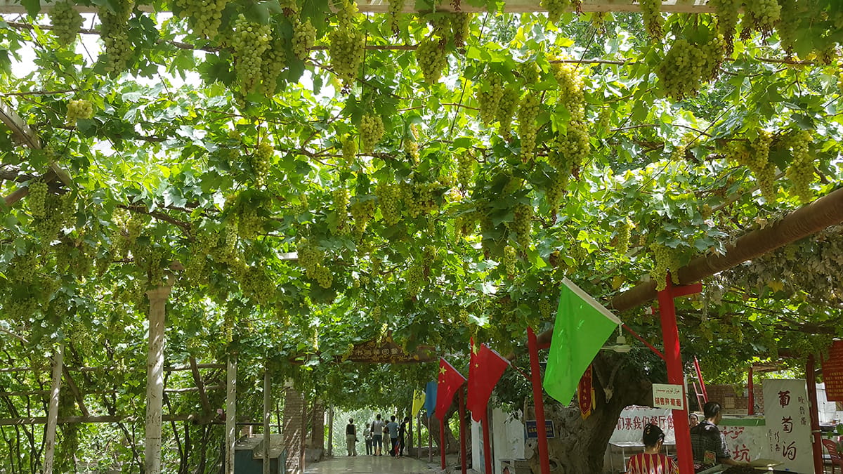 Wine route in Turfan, China