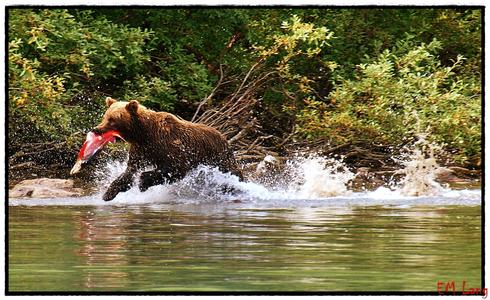 Alaska Wildlife Bear watching