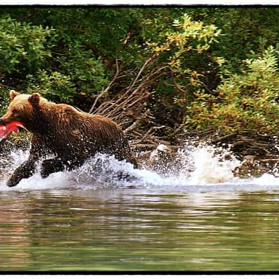 Alaska Wildlife Bear watching, USA