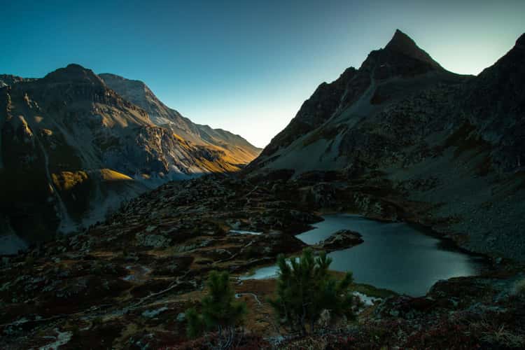 Albula