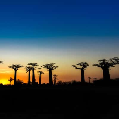 Avenue of the Baobabs, Madagascar