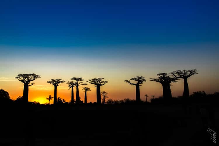 Avenue of the Baobabs