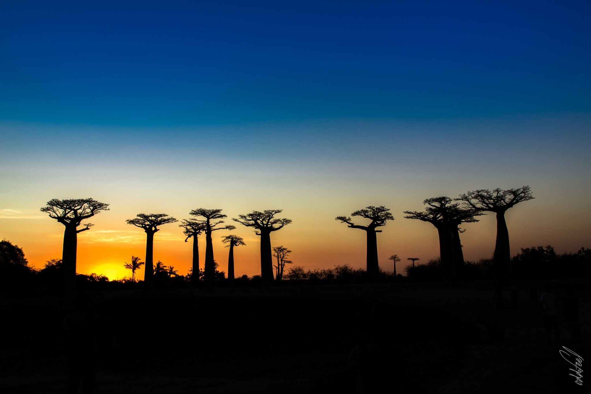 Avenue of the Baobabs, Madagascar