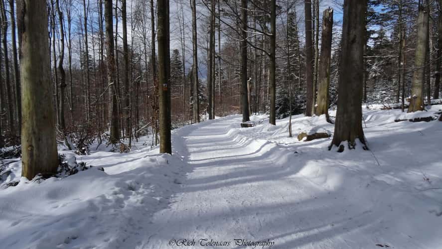 Bohemian forest