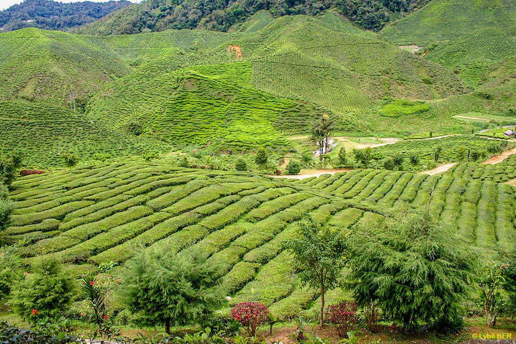 Cameron Highlands Malaysia, Malaysia