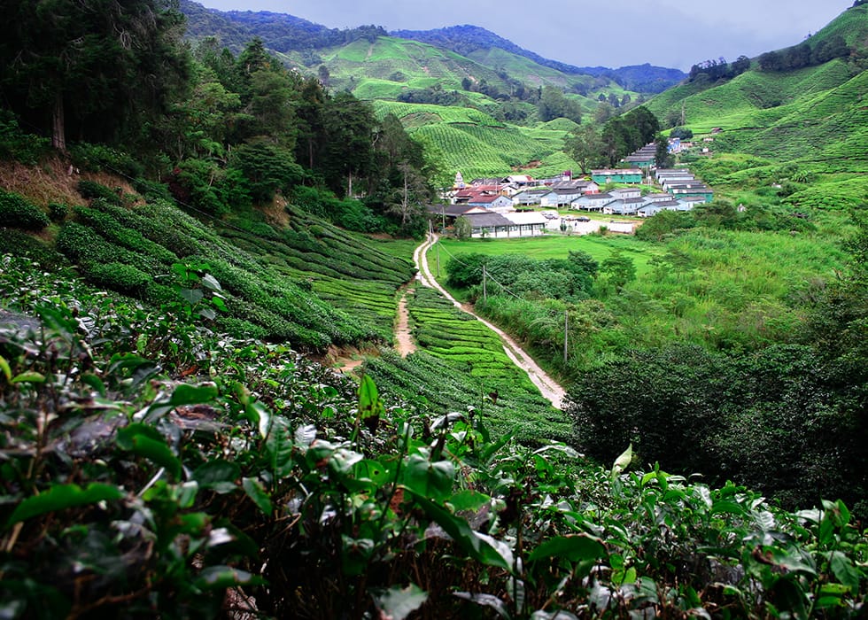 Cameron Highlands Malaysia, Malaysia