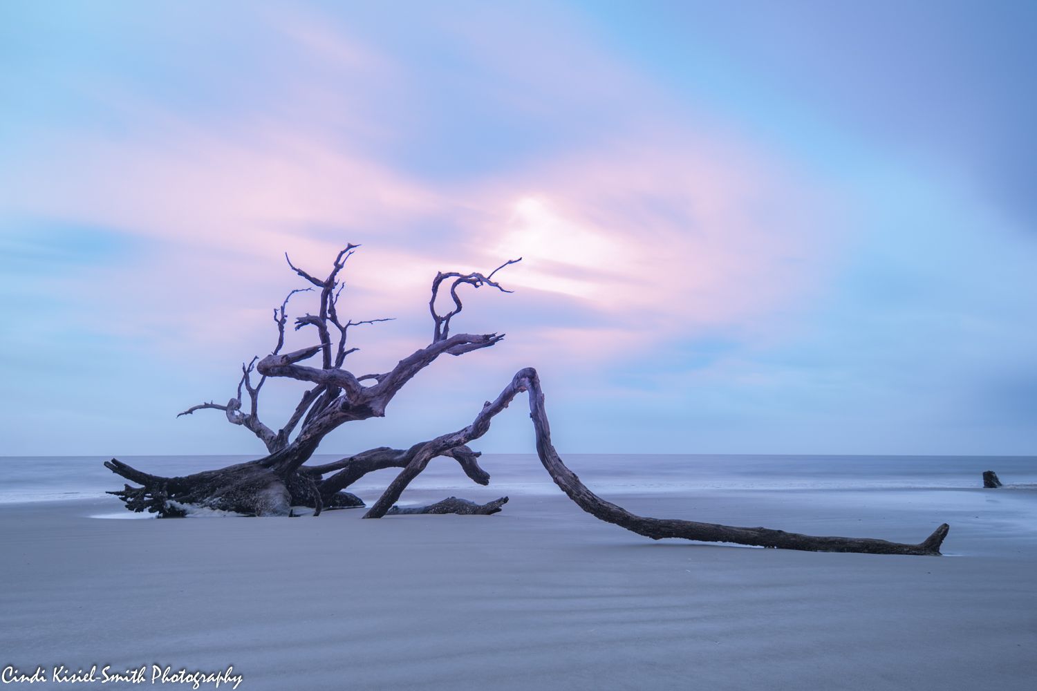 Driftwood Beach Jekyll Island, USA