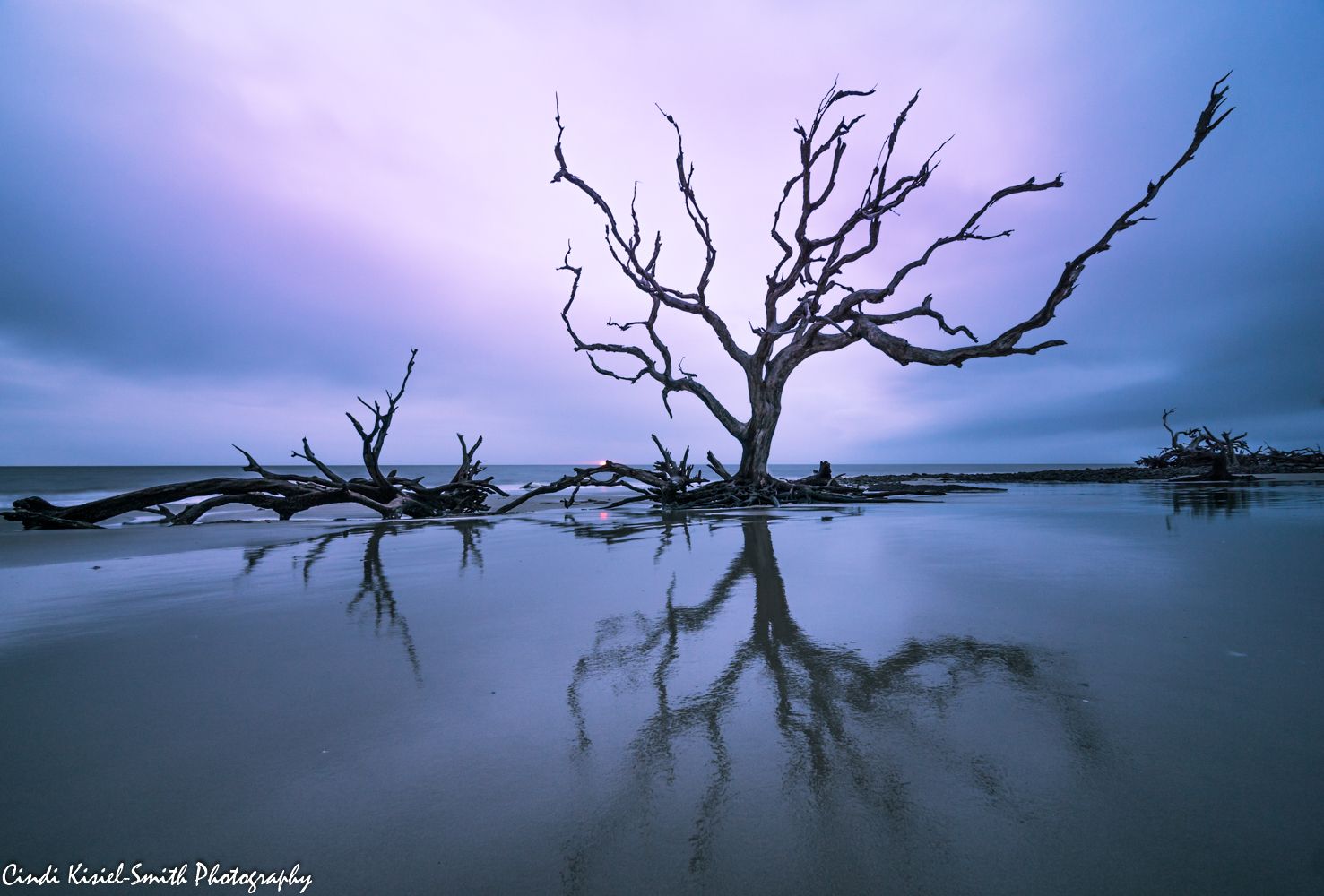 Driftwood Beach Jekyll Island, USA